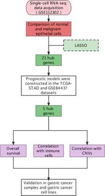 Relationship Between CNVs and Immune Cells Infiltration in Gastric Tumor Microenvironment